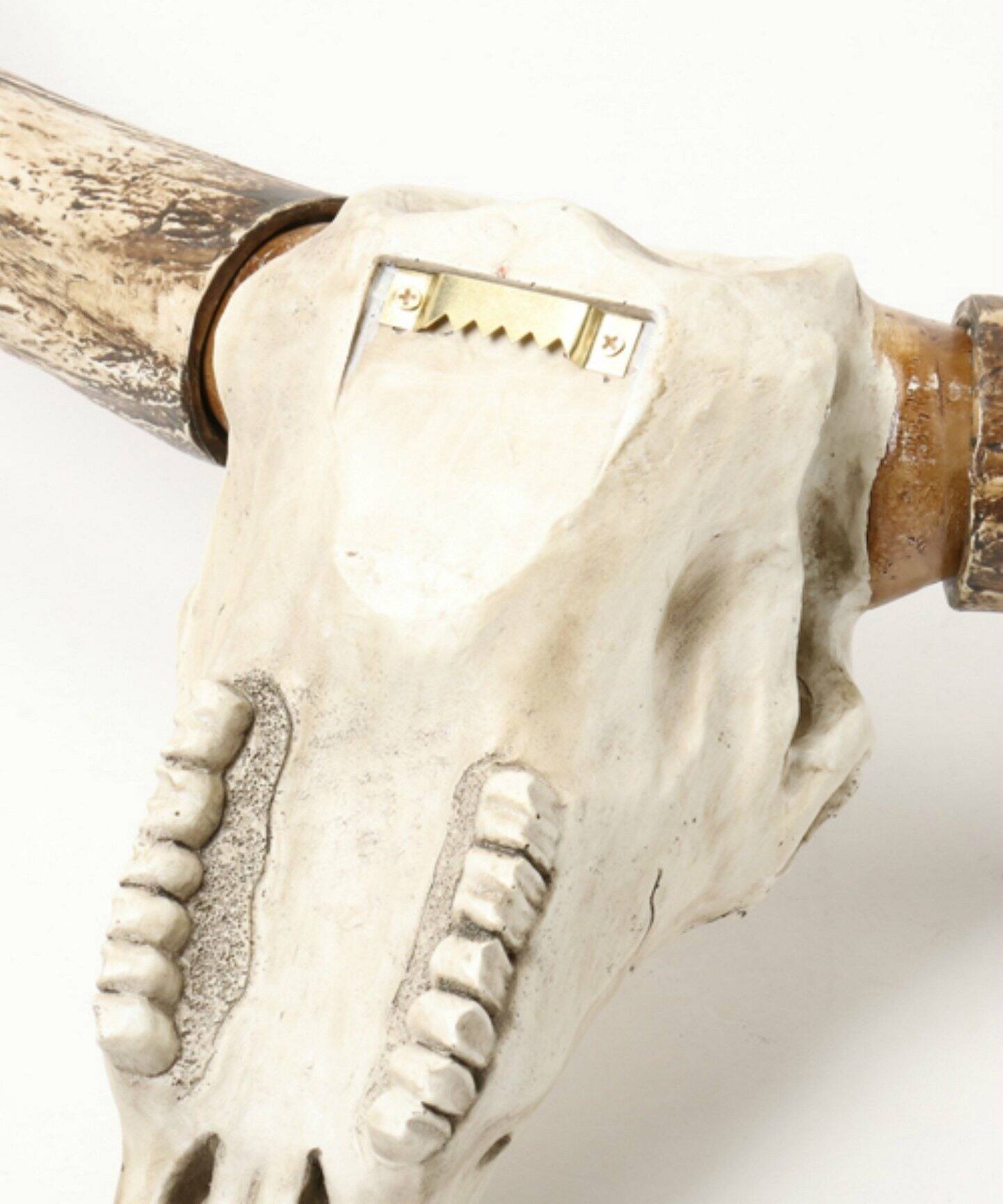 30L RESIN STEER SKULL（家電）｜ACME Furniture（アクメ ファニチャー 