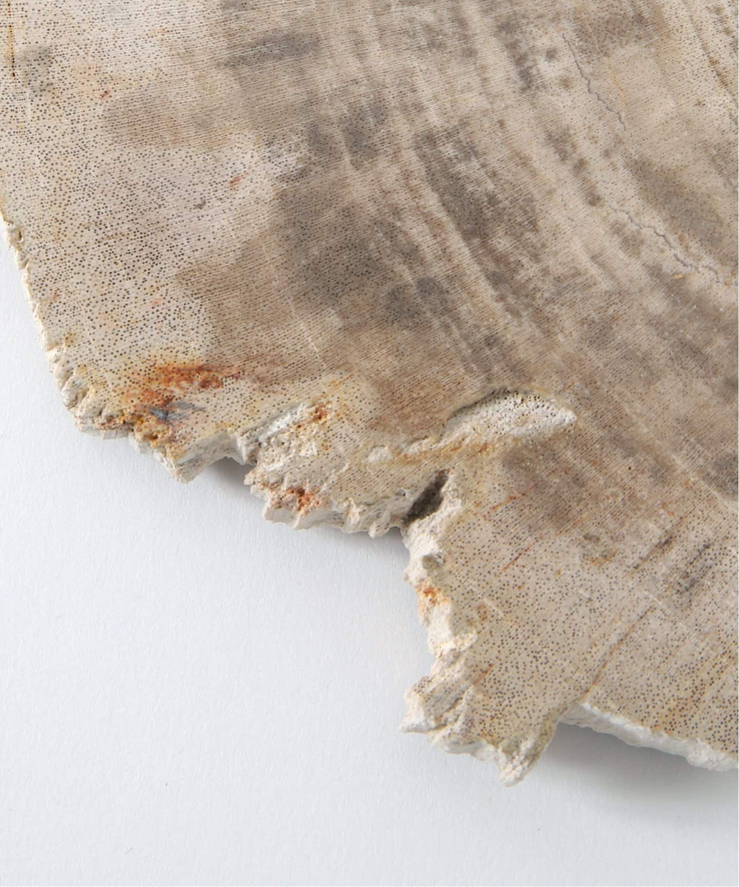 PETRIFIED WOOD PLATE ウッドプレートS（ルームフレグランス