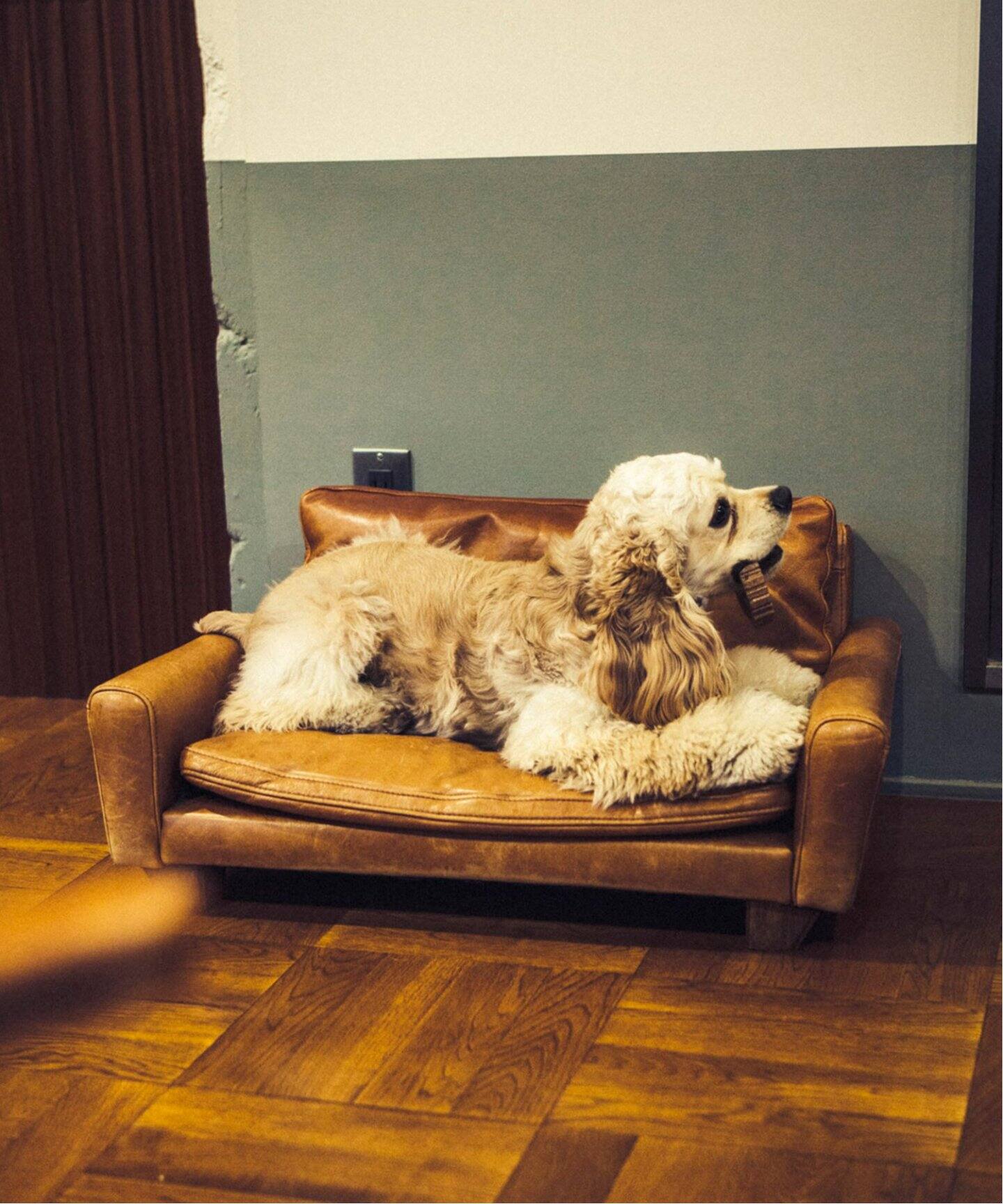 FRESNO FOR DOG-S フレスノ ドッグ ペット用ソファ（ソファ）｜ACME 