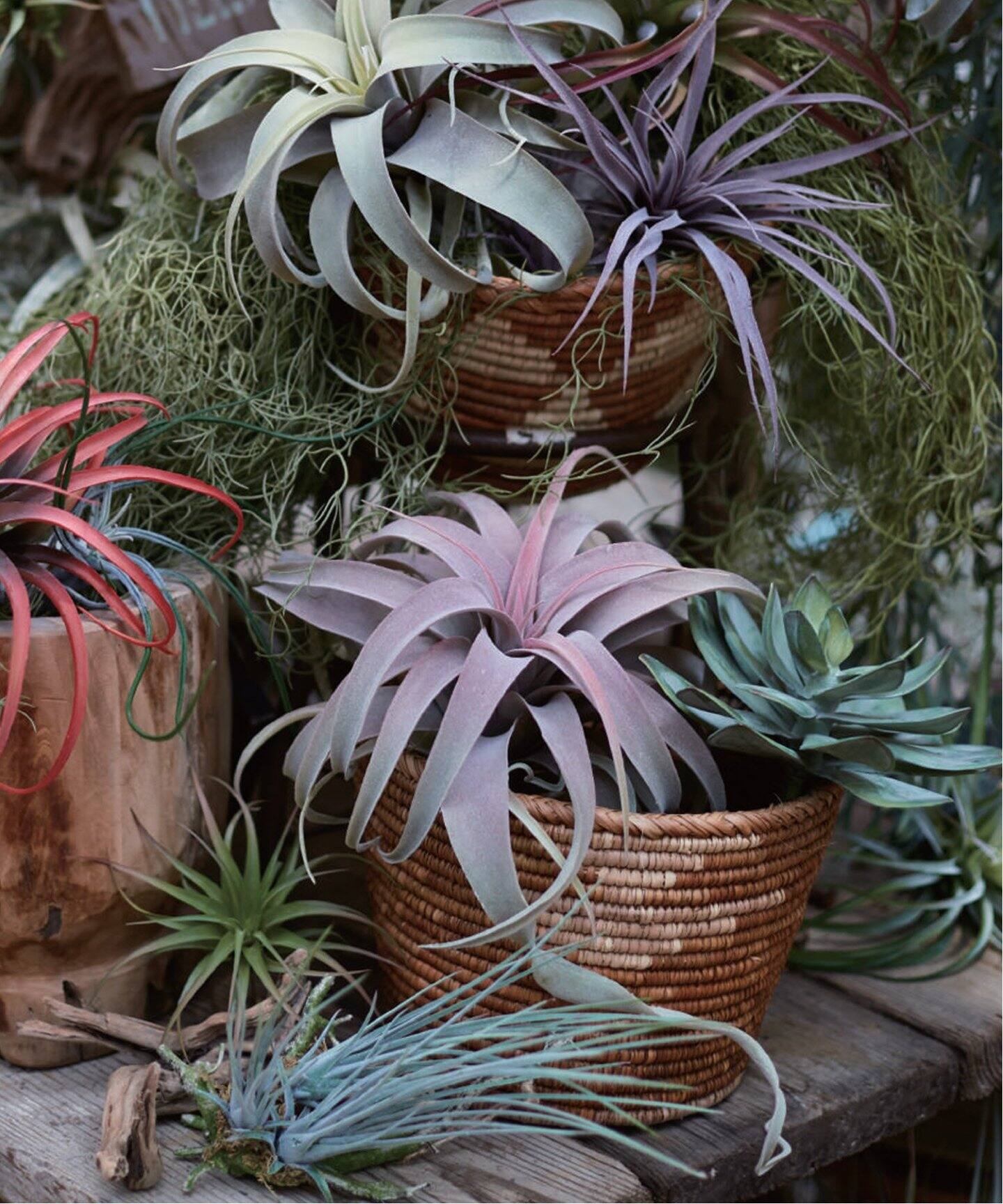 Faviora(ファビオラ) マフラー美品 - アイボリー×ライトブラウン  