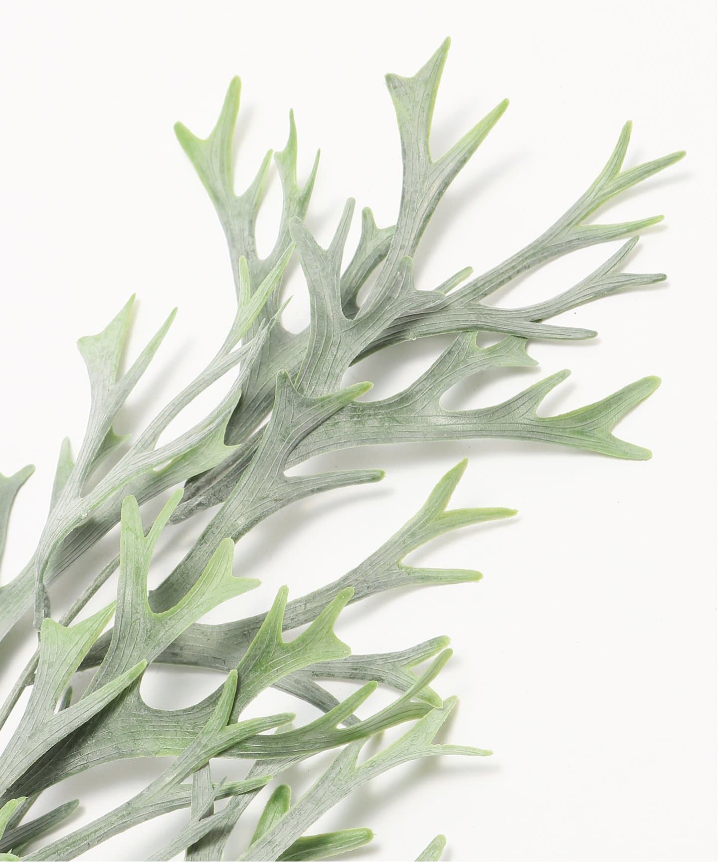 Brown./ブラウン】ビカクシダ ハンギングブッシュブルー