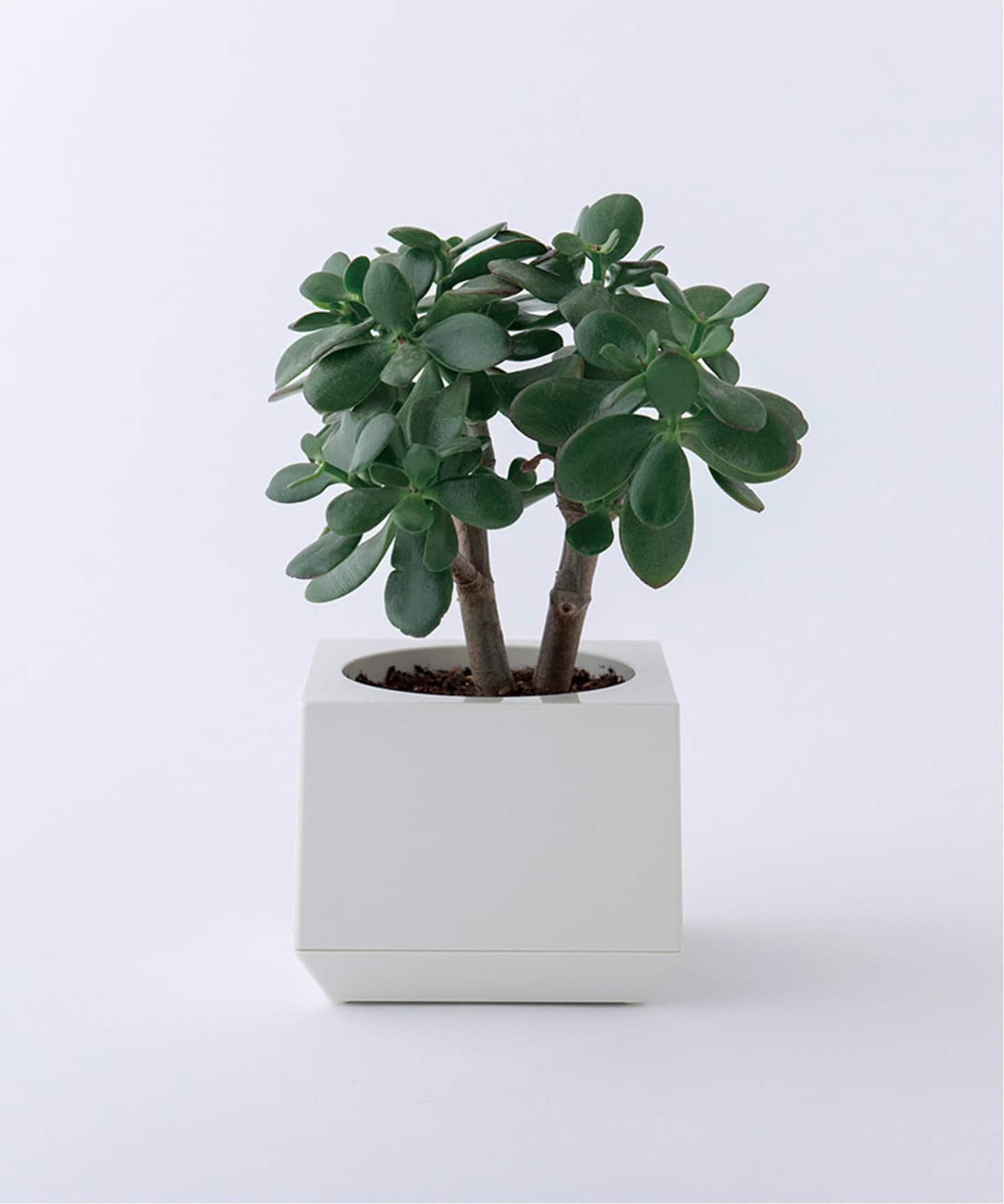 【Masanori Umeda】 PLANTER CUBIC プランター